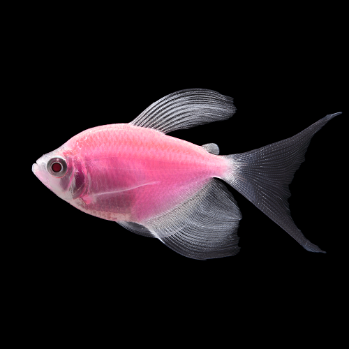 GloFish - **Tetra - Long Finned Moonrise Pink - Quantity of 6